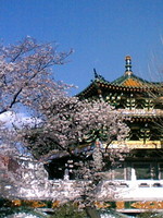 mazumiao.jpg