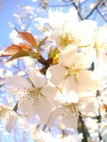sakura07.jpg