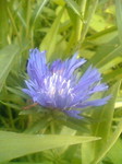 stokesia.jpg